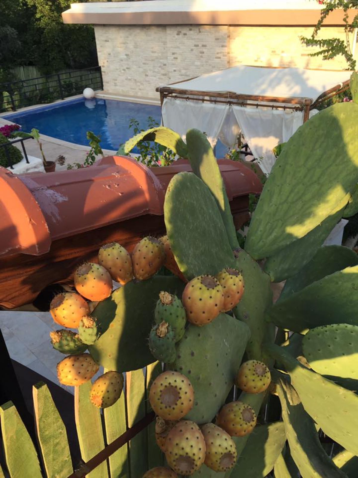 imagini hotel DARDANOS PATARA